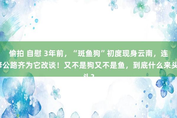 偷拍 自慰 3年前，“斑鱼狗”初度现身云南，连修公路齐为它改谈！又不是狗又不是鱼，到底什么来头？